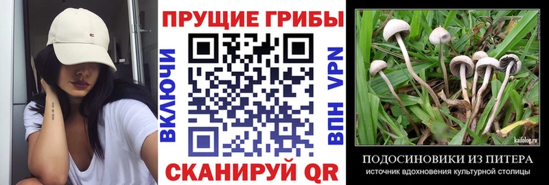 blacksprut   Нолинск  Псилоцибиновые грибы Psilocybe 